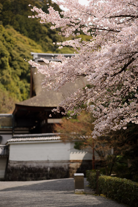 Small Sign of Spring -- Sennyuji Temple（泉涌寺） -- Kyoto, Japan -- Copyright 2011 Jeffrey Friedl, http://regex.info/blog/