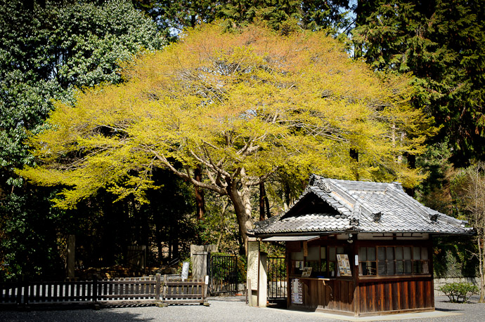 desktop background image of side entrance to the Sennyuji Temple (泉涌寺), Kyoto Japan, under an impressive maple -- Side Entrance Sennyuji Temple (泉涌寺) Kyoto Japan -- Sennyuji Temple (泉涌寺) -- Copyright 2011 Jeffrey Friedl, http://regex.info/blog/