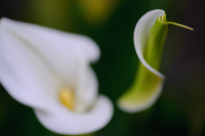 desktop background image of lily of the nile (Zantedeschia aethiopica) in a river in Kyoto, Japan -- Lily of the Nile In Kyoto's own Shirakawa River Nile -- Copyright 2011 Jeffrey Friedl, http://regex.info/blog/