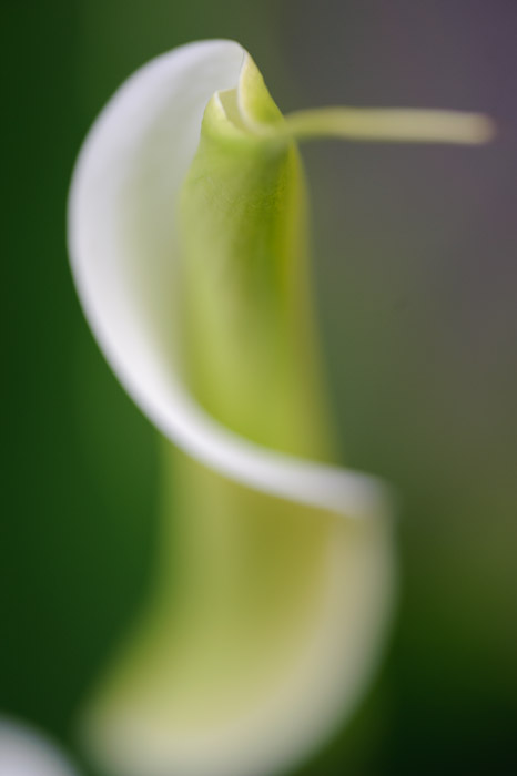 desktop background image of lily of the nile (Zantedeschia aethiopica) in a river in Kyoto, Japan -- Unfurl -- Copyright 2011 Jeffrey Friedl, http://regex.info/blog/
