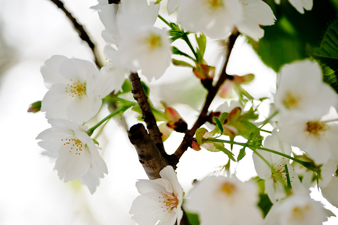 desktop background image of Japanese cherry blossoms -- Kyoto, Japan -- Copyright 2011 Jeffrey Friedl, http://regex.info/blog/