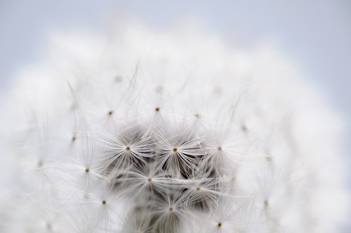 desktop background image of a closeup of a dandelion -- Dimply -- Kyoto, Japan -- Copyright 2011 Jeffrey Friedl, http://regex.info/blog/