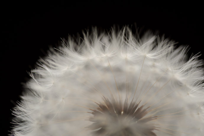 desktop background image of a closeup of a dandelion -- Corona -- Kyoto, Japan -- Copyright 2011 Jeffrey Friedl, http://regex.info/blog/