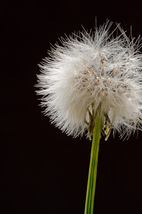 desktop background image of a closeup of a dandelion -- as seen in &#8220; Exploring the Sharper Side of the Voigtländer 125mm f/2.5 &#8221; <!-- -- Kyoto, Japan -- Copyright 2011 Jeffrey Friedl, http://regex.info/blog/