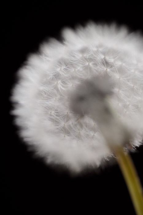 desktop background image of a closeup of a dandelion -- Back Edge nothing's very sharp because it's looking through the puff to focus on the rear edge -- Kyoto, Japan -- Copyright 2011 Jeffrey Friedl, http://regex.info/blog/