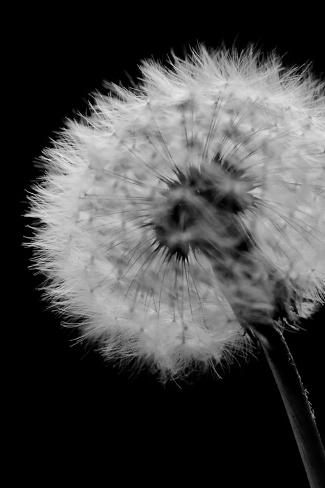 desktop background image of a closeup of a dandelion -- Kyoto, Japan -- Copyright 2011 Jeffrey Friedl, http://regex.info/blog/