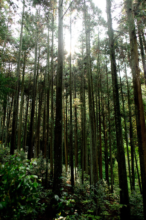 desktop background image of tall trees in a forest -- Impressive Height -- Kiyotakigu (清瀧宮) -- Uji, Kyoto, Japan -- Copyright 2011 Jeffrey Friedl, http://regex.info/blog/