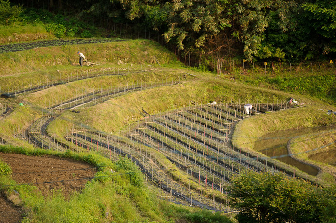 Heading Off To Fetch More Seedlings -- Uji, Kyoto, Japan -- Copyright 2011 Jeffrey Friedl, http://regex.info/blog/