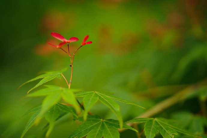 desktop background image of young red maple seeds emerging from a bed of green leaves -- Sikorsky Maple -- Uji, Kyoto, Japan -- Copyright 2011 Jeffrey Friedl, http://regex.info/blog/