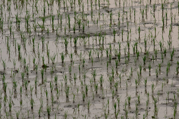 Rice Seedlings -- Uji, Kyoto, Japan -- Copyright 2011 Jeffrey Friedl, http://regex.info/blog/