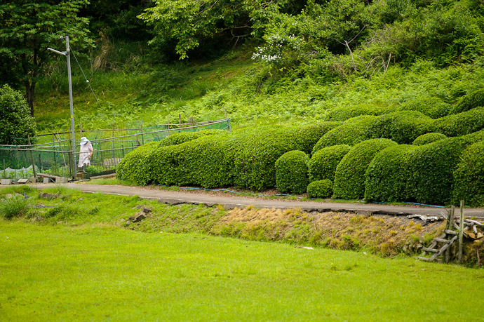 Tending Her Plot -- Uji, Kyoto, Japan -- Copyright 2011 Jeffrey Friedl, http://regex.info/blog/