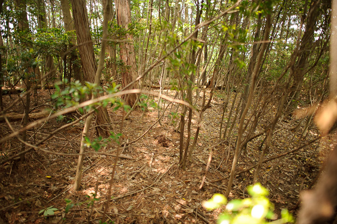 at the top: Nondescript Woods -- Uji, Kyoto, Japan -- Copyright 2011 Jeffrey Friedl, http://regex.info/blog/