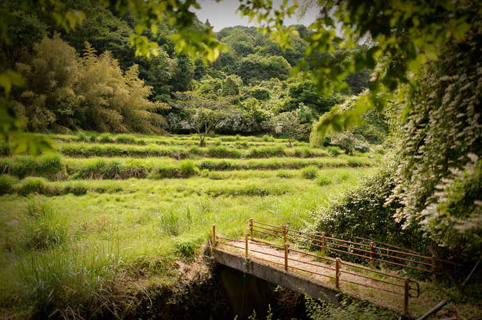 Tiered Rice Paddies gone to seed -- Otsu, Shiga, Japan -- Copyright 2011 Jeffrey Friedl, http://regex.info/blog/