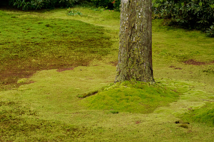 desktop background image of a tree and a bed of moss, at the Sanzen-in Temple (三千院), Kyoto Japan -- Lawn of Moss -- Sanzen-in Temple (三千院) -- Copyright 2011 Jeffrey Friedl, http://regex.info/blog/