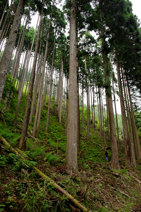 Dwarfed ( there's a person in there ) -- Kyoto, Japan -- Copyright 2011 Jeffrey Friedl, http://regex.info/blog/