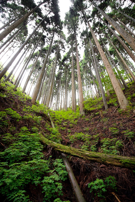 Scene at 14mm Looking Up a Steep Ravine in the mountains north of Kumogahata, Kyoto City, Japan -- Kyoto, Japan -- Copyright 2011 Jeffrey Friedl, http://regex.info/blog/