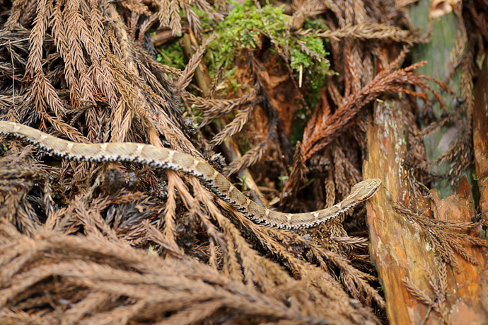Looking Down! Japan's most venomous snake -- Kyoto, Japan -- Copyright 2011 Jeffrey Friedl, http://regex.info/blog/