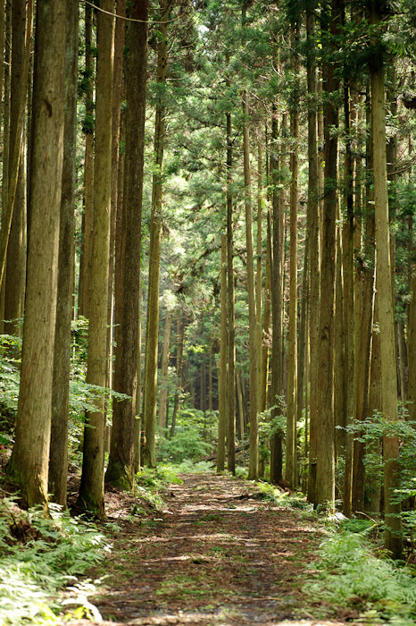 desktop background image of very straight, tall ceders in a mountain forest in Kyoto, Japan -- Pleasant -- Copyright 2011 Jeffrey Friedl, http://regex.info/blog/