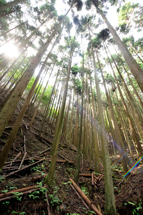 30 Meters Straight Up -- Kyoto, Japan -- Copyright 2011 Jeffrey Friedl, http://regex.info/blog/