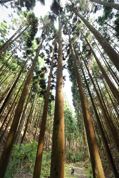 desktop background image of very straight, tall ceders in a mountain forest in Kyoto, Japan -- Looking Back at my Scooter the road starts here -- Copyright 2011 Jeffrey Friedl, http://regex.info/blog/