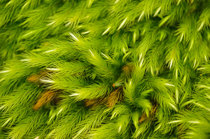 Hairy Moss Detail Desktop-Background Versions 1280 &times; 800 &nbsp;&nbsp;&middot;&nbsp;&nbsp; 1680 &times; 1050 &nbsp;&nbsp;&middot;&nbsp;&nbsp; 1920 &times; 1200 &nbsp;&nbsp;&middot;&nbsp;&nbsp; 2560 &times; 1600 -- Giouji Temple (祇王寺) -- Kyoto, Japan -- Copyright 2011 Jeffrey Friedl, http://regex.info/blog/