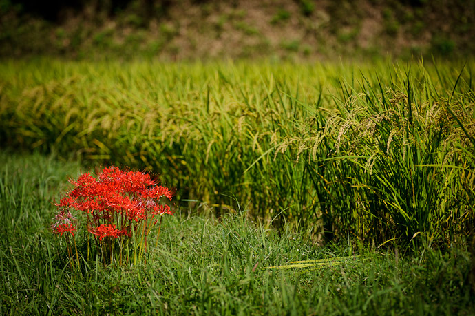 Red Spider Lily Desktop-Background Versions 1280 &times; 800 &nbsp;&nbsp;&middot;&nbsp;&nbsp; 1680 &times; 1050 &nbsp;&nbsp;&middot;&nbsp;&nbsp; 1920 &times; 1200 &nbsp;&nbsp;&middot;&nbsp;&nbsp; 2560 &times; 1600 -- Katano, Osaka, Japan -- Copyright 2011 Jeffrey Friedl, http://regex.info/blog/