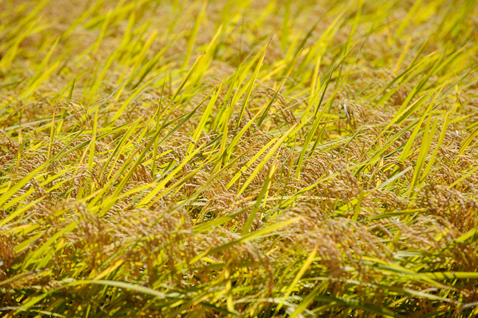 Field of Plenty -- Ikoma, Nara, Japan -- Copyright 2011 Jeffrey Friedl, http://regex.info/blog/