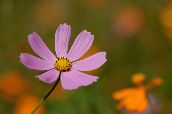 Perfect Bowl Shape Roadside flower in the mountains of northern Nara Prefecture, Japan Desktop-Background Versions 1280 &times; 800 &nbsp;&nbsp;&middot;&nbsp;&nbsp; 1680 &times; 1050 &nbsp;&nbsp;&middot;&nbsp;&nbsp; 1920 &times; 1200 &nbsp;&nbsp;&middot;&nbsp;&nbsp; 2560 &times; 1600 -- Ikoma, Nara, Japan -- Copyright 2011 Jeffrey Friedl, http://regex.info/blog/