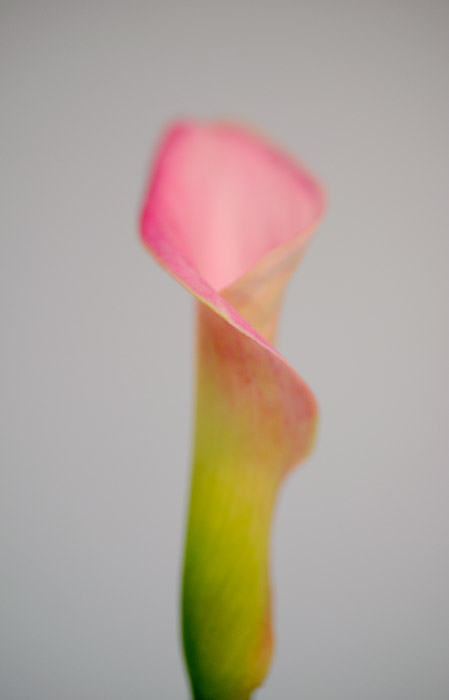 a flower at an ikebana show in Kyoto Japan