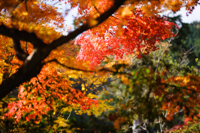 desktop background image of fall colors at the Yoshiminedera Temple (善峯寺), Kyoto Japan  --  Lots Going On hard to know where to focus  --  Yoshiminedera Temple (善峯寺)  --  Copyright 2011 Jeffrey Friedl, http://regex.info/blog/