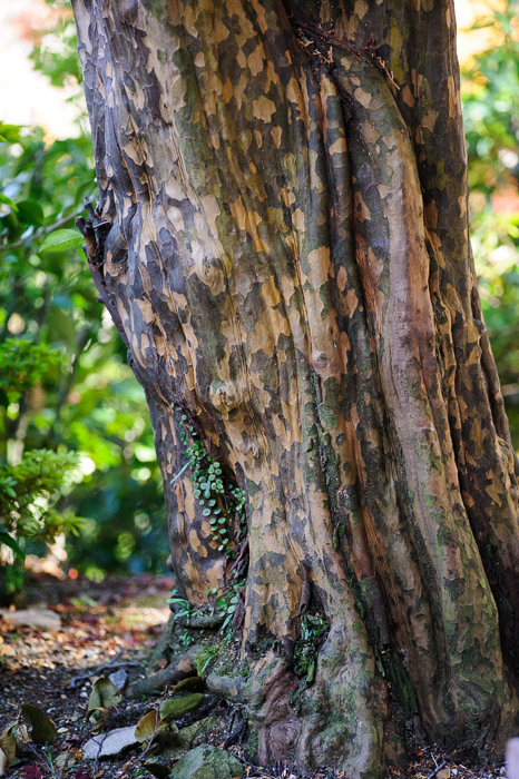 Camo Tree  --  Yoshiminedera Temple (善峯寺)  --  Kyoto, Japan  --  Copyright 2011 Jeffrey Friedl, http://regex.info/blog/