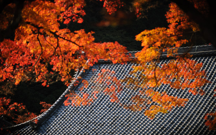 desktop background image of fall colors at the Yoshiminedera Temple (善峯寺), Kyoto Japan  --  So Uniform It Hurts  --  Yoshiminedera Temple (善峯寺)  --  Copyright 2011 Jeffrey Friedl, http://regex.info/blog/