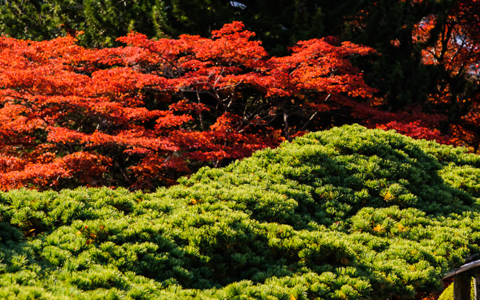 desktop background image of fall colors at the Yoshiminedera Temple (善峯寺), Kyoto Japan  --  Ying and Yang  --  Yoshiminedera Temple (善峯寺)  --  Copyright 2011 Jeffrey Friedl, http://regex.info/blog/