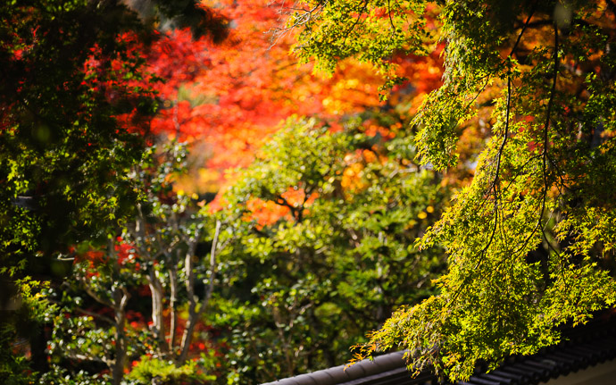 desktop background image of fall colors at the Yoshiminedera Temple (善峯寺), Kyoto Japan  --  Abstract  --  Yoshiminedera Temple (善峯寺)  --  Copyright 2011 Jeffrey Friedl, http://regex.info/blog/