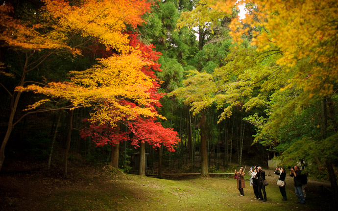 amazing fall foliage, behind the Imakumano Kannonji Temple (今熊野観音寺) in Kyoto, Japan