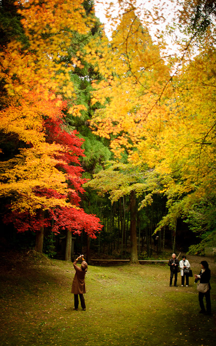 amazing fall foliage, behind the Imakumano Kannonji Temple (今熊野観音寺) in Kyoto, Japan