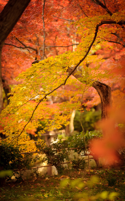 fall colors at the Shinnyodo Temple, Kyoto Japan