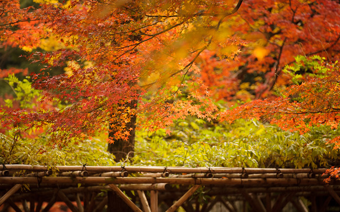 fall colors at the Shinnyodo Temple, Kyoto Japan