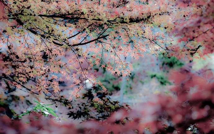 desktop background image of a pastelized fall-foliage scene  --  Oddly-Calming Pastel Fall Foliage  --  Kyoto, Japan  --  Copyright 2011 Jeffrey Friedl, http://regex.info/blog/