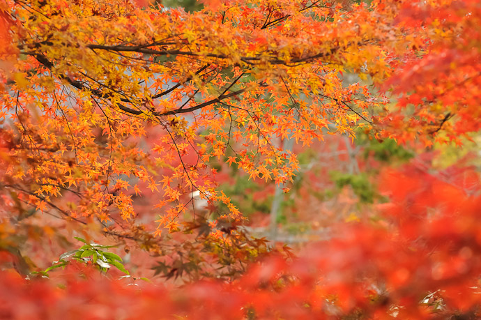 Generic Fall Leaves Eikando Temple, Kyoto Japan (永観堂)  --  Copyright 2011 Jeffrey Friedl, http://regex.info/blog/