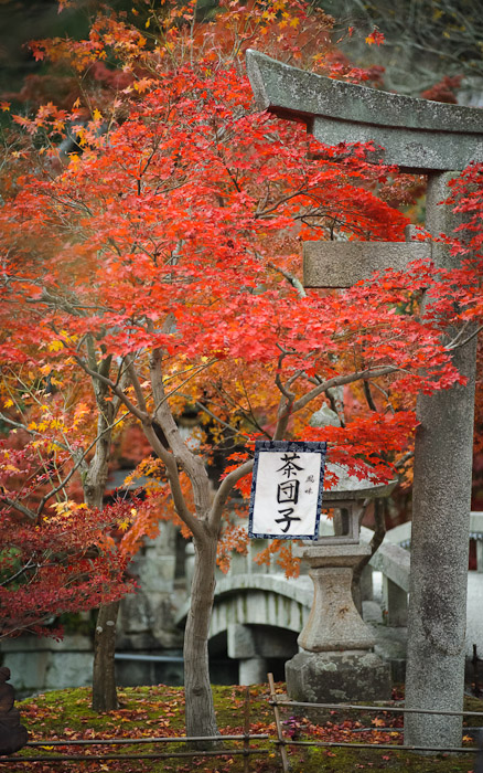 fall scenes at the Eikando Temple (永観堂) in Kyoto, Japan