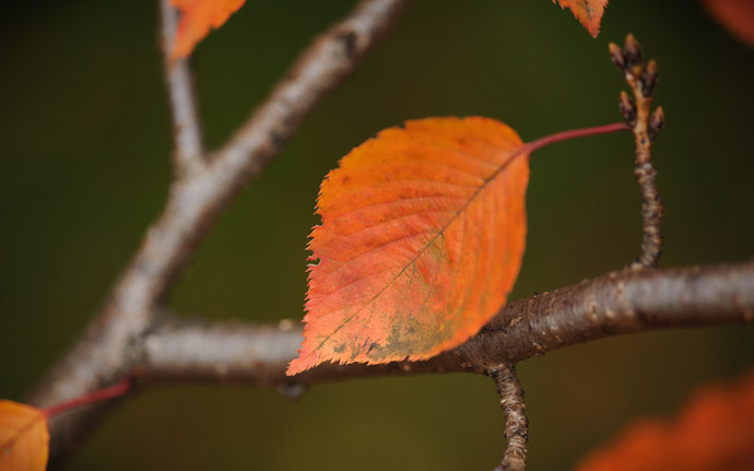 an orange leaf