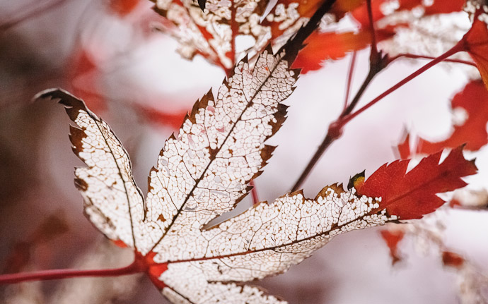 of a pretty scene in Japan