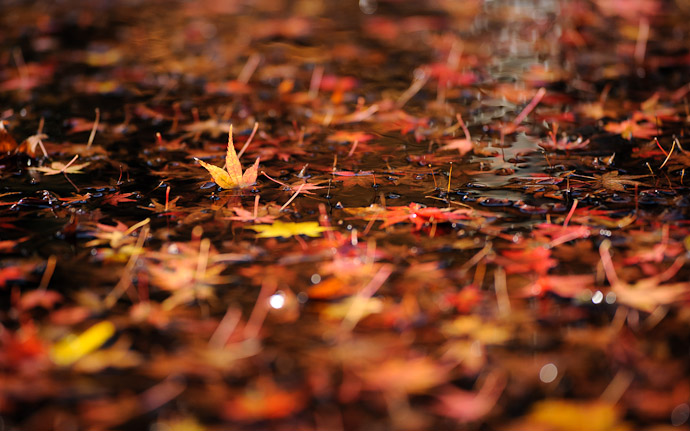 a fall-foliage scene near the Jingoji Temple (神護寺), Kyoto Japan