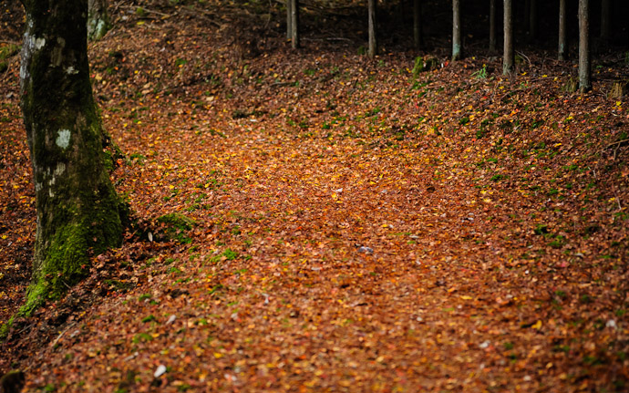 desktop background image of a fall-foliage scene on a mountain path behind the Jingoji Temple (神護寺) in north-western Kyoto, Japan  --  Wider View this is the path  --  Jingoji Temple (神護寺)  --  Copyright 2011 Jeffrey Friedl, http://regex.info/blog/