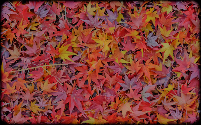 a fall-foliage scene near the Ryoanji Temple (龍安寺), Kyoto Japan
