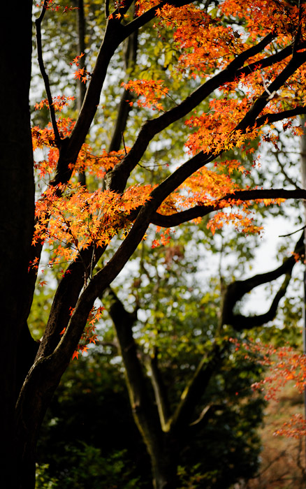 a fall-foliage scene in Kyoto