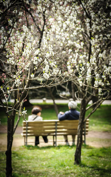 an elderly couple enjoying the blossoms on the grounds of the old imperial palace, Kyoto Japan