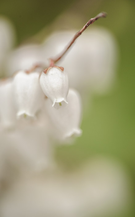 a tiny white lantern-shaped flower