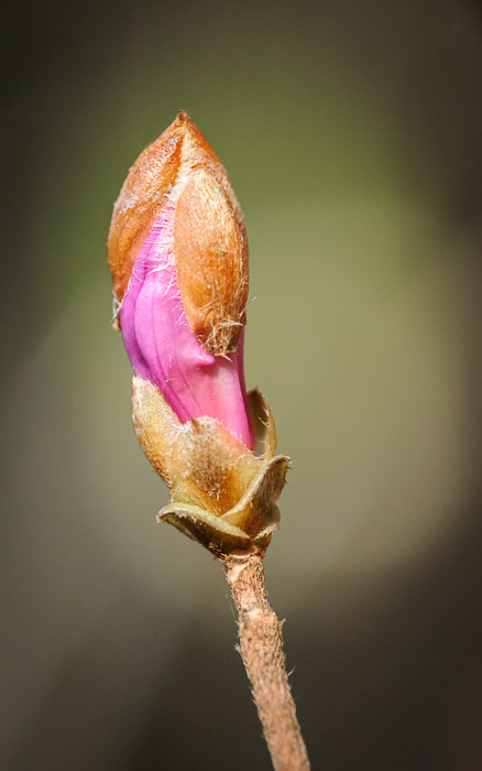 a purple azalea (rhododendron dilatatum) 三葉躑躅